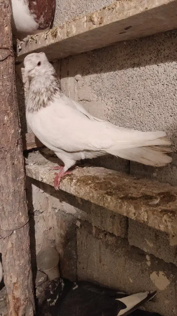 عطیقه ه|حیوانات|ارومیه, |دیوار