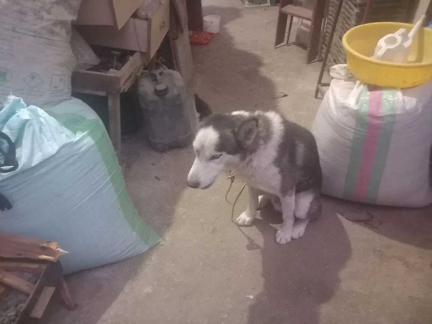 واگذاری فروش|سگ|احمدسرگوراب, |دیوار