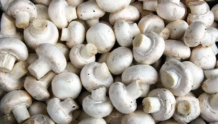 قارچ دکمه ای|خوردنی و آشامیدنی|نقده, |دیوار