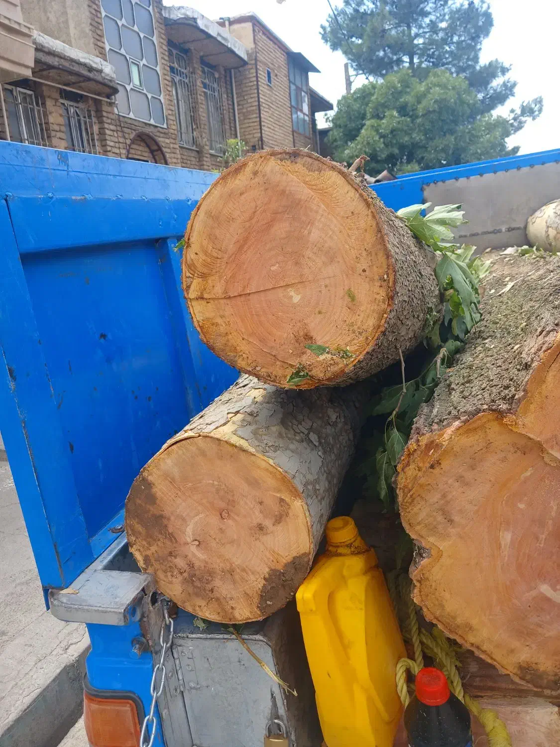 چوب ودرخت|خدمات باغبانی و درختکاری|کرمانشاه, |دیوار