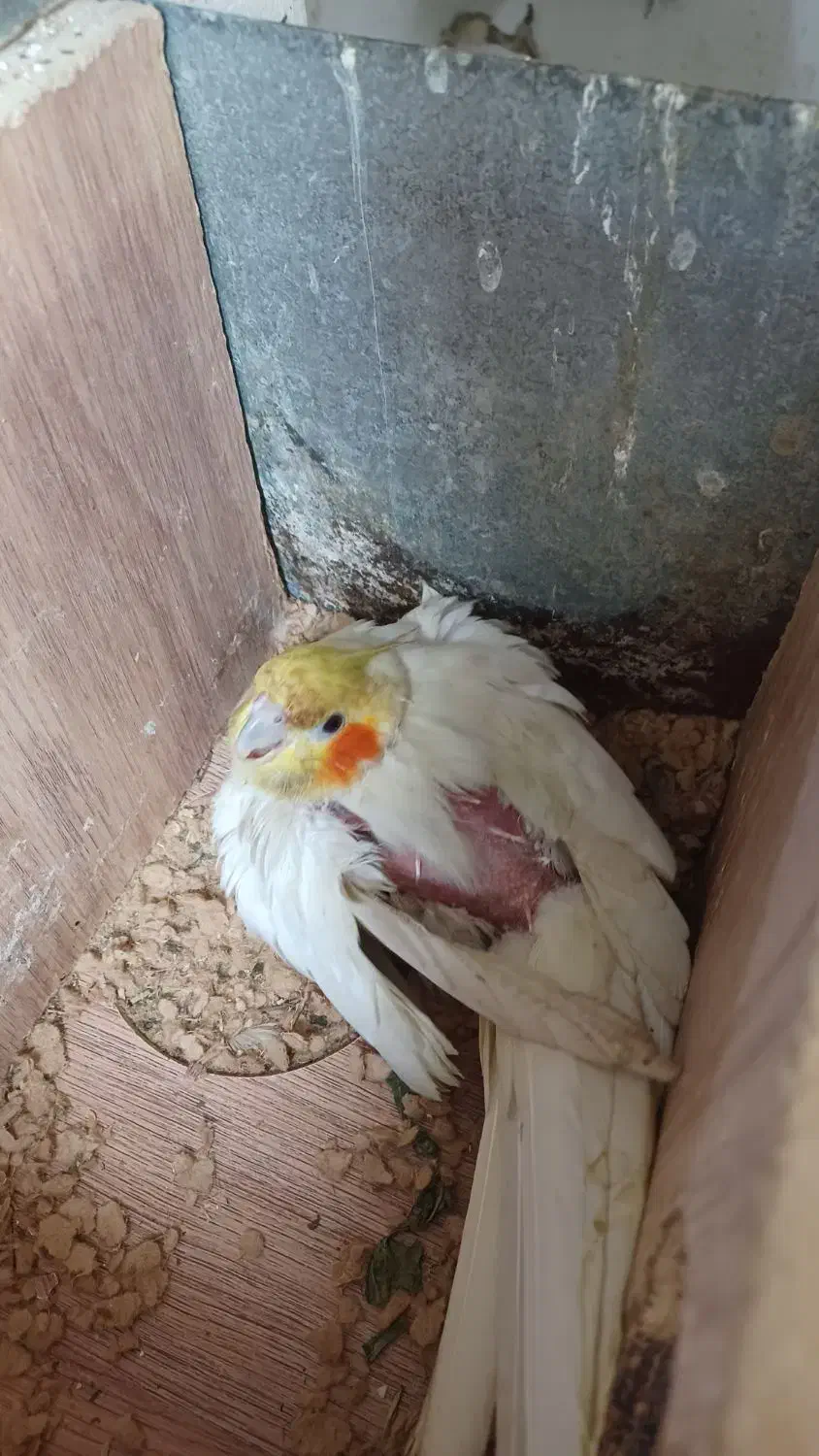 مرغ عشق پروانیی|پرنده|بندر ماهشهر, |دیوار