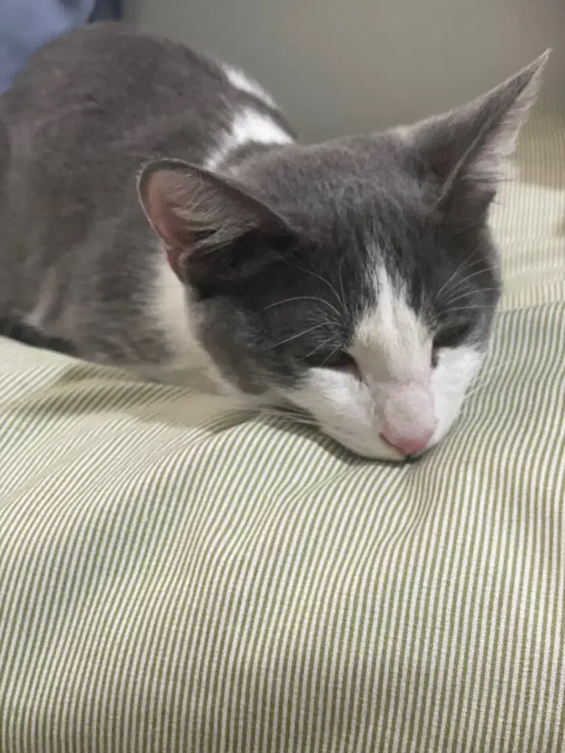 واگذاری گربه سه ماهه|گربه|قم, بنیاد|دیوار