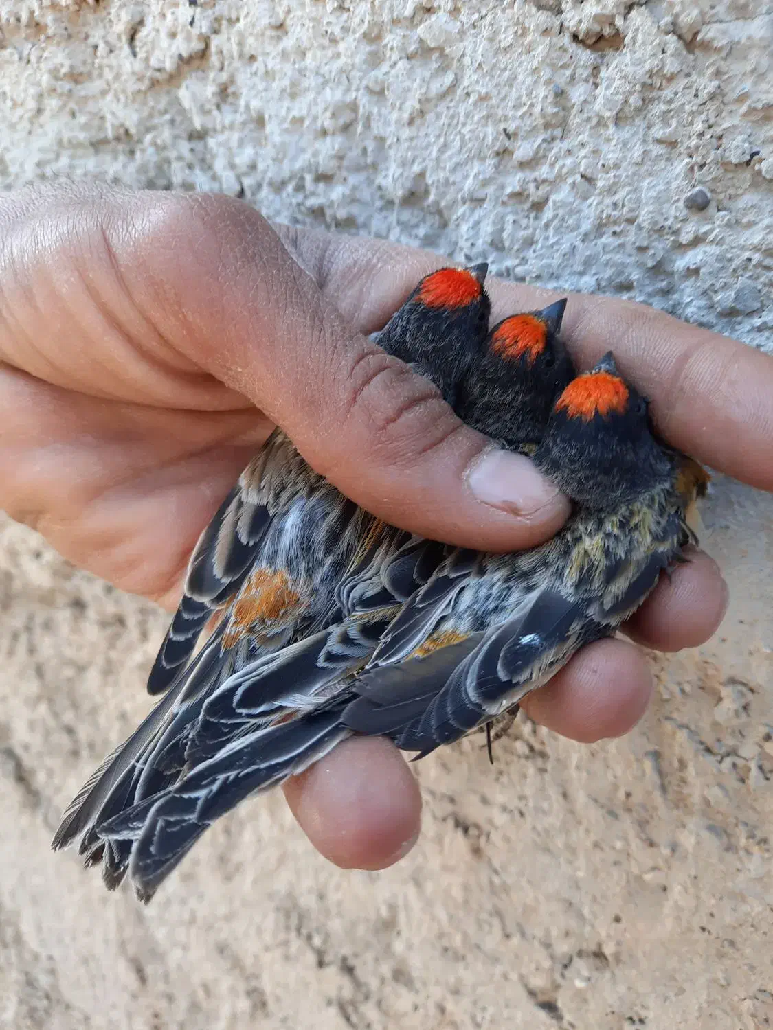سهره گلبسر|پرنده|شیراز, مسلم|دیوار