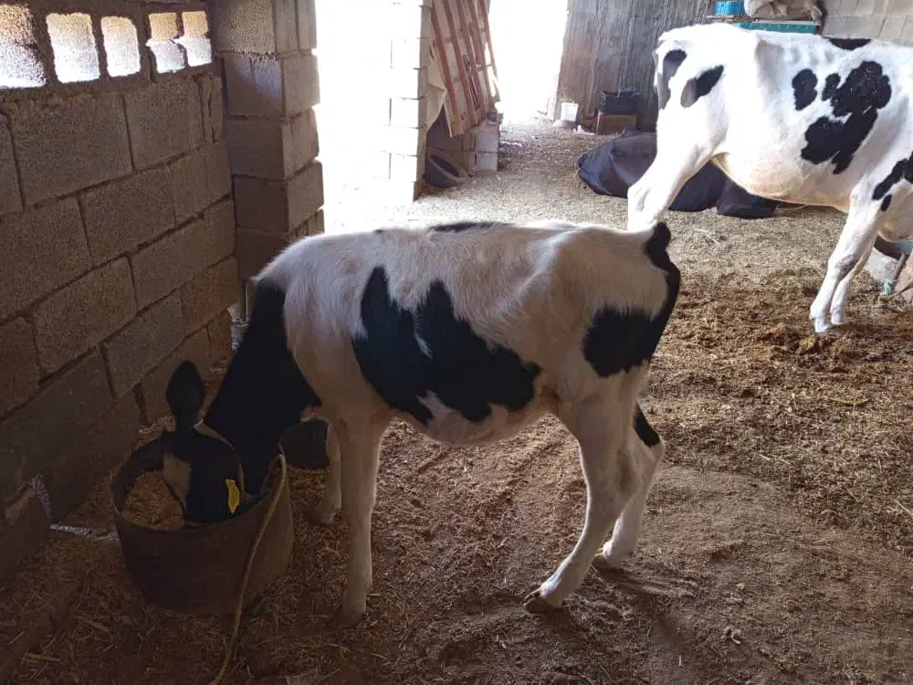 گاو خارجی با گوسالش|حیوانات مزرعه|رامشیر, |دیوار