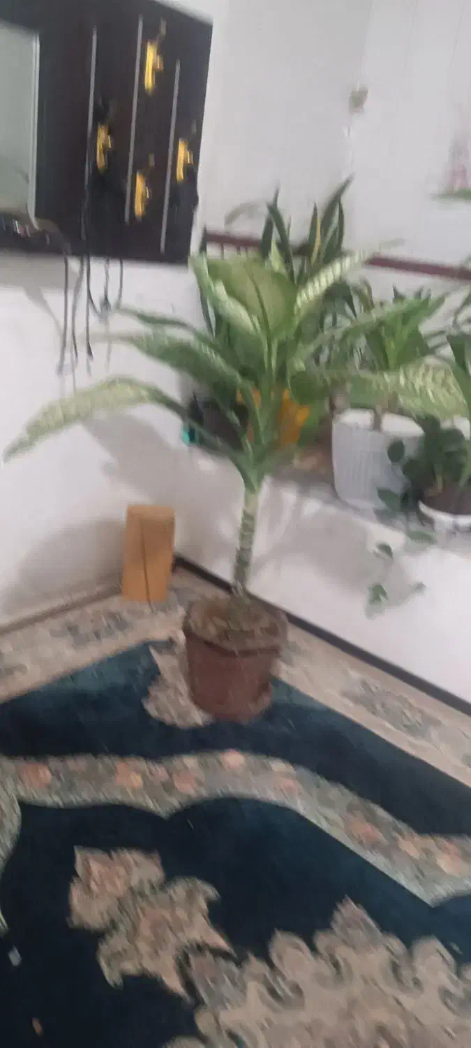 گل بزرگ|گل و گیاه طبیعی|شیراز, کوشک میدان|دیوار