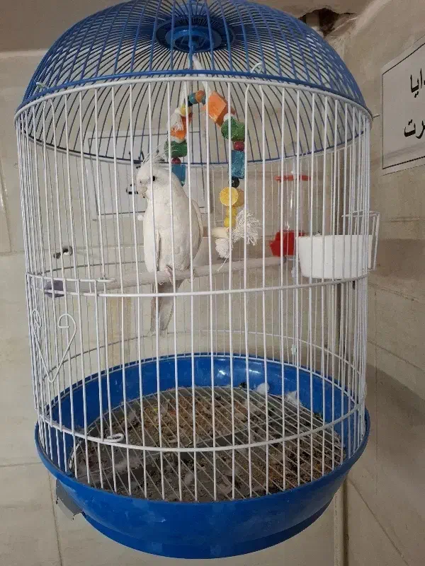 عروس هلندی|پرنده|محمدشهر, محمدشهر|دیوار