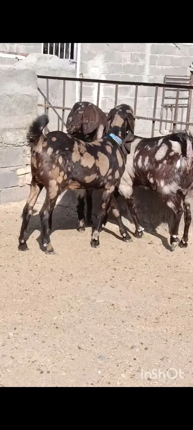 دو راس بز پاکستانی 40خال اصیل درشت|حیوانات مزرعه|تربت جام, جامرود|دیوار