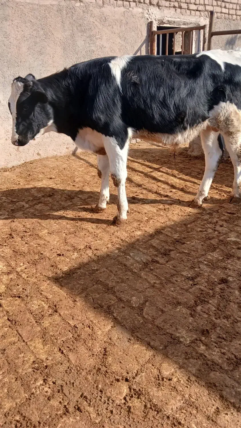گوساله|حیوانات مزرعه|بوئین زهرا, |دیوار