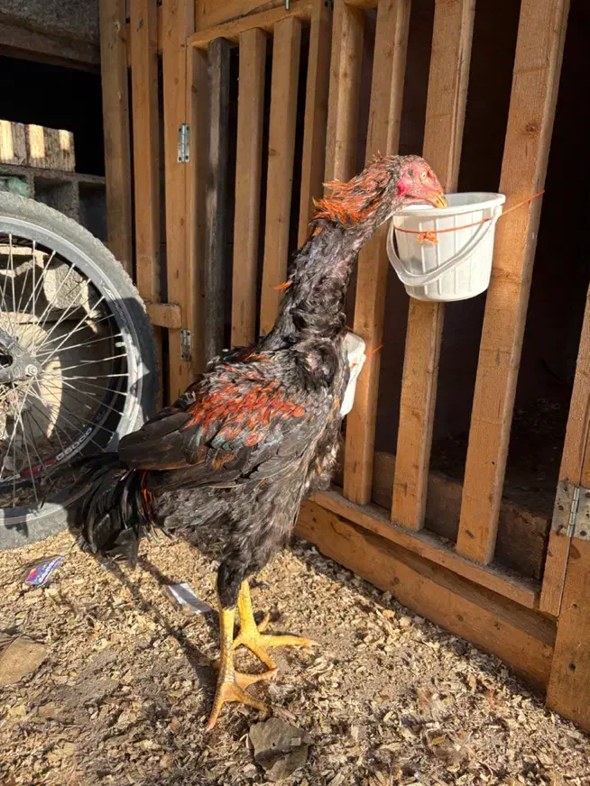 لاری نصل دار|حیوانات مزرعه|رشت, گیل|دیوار