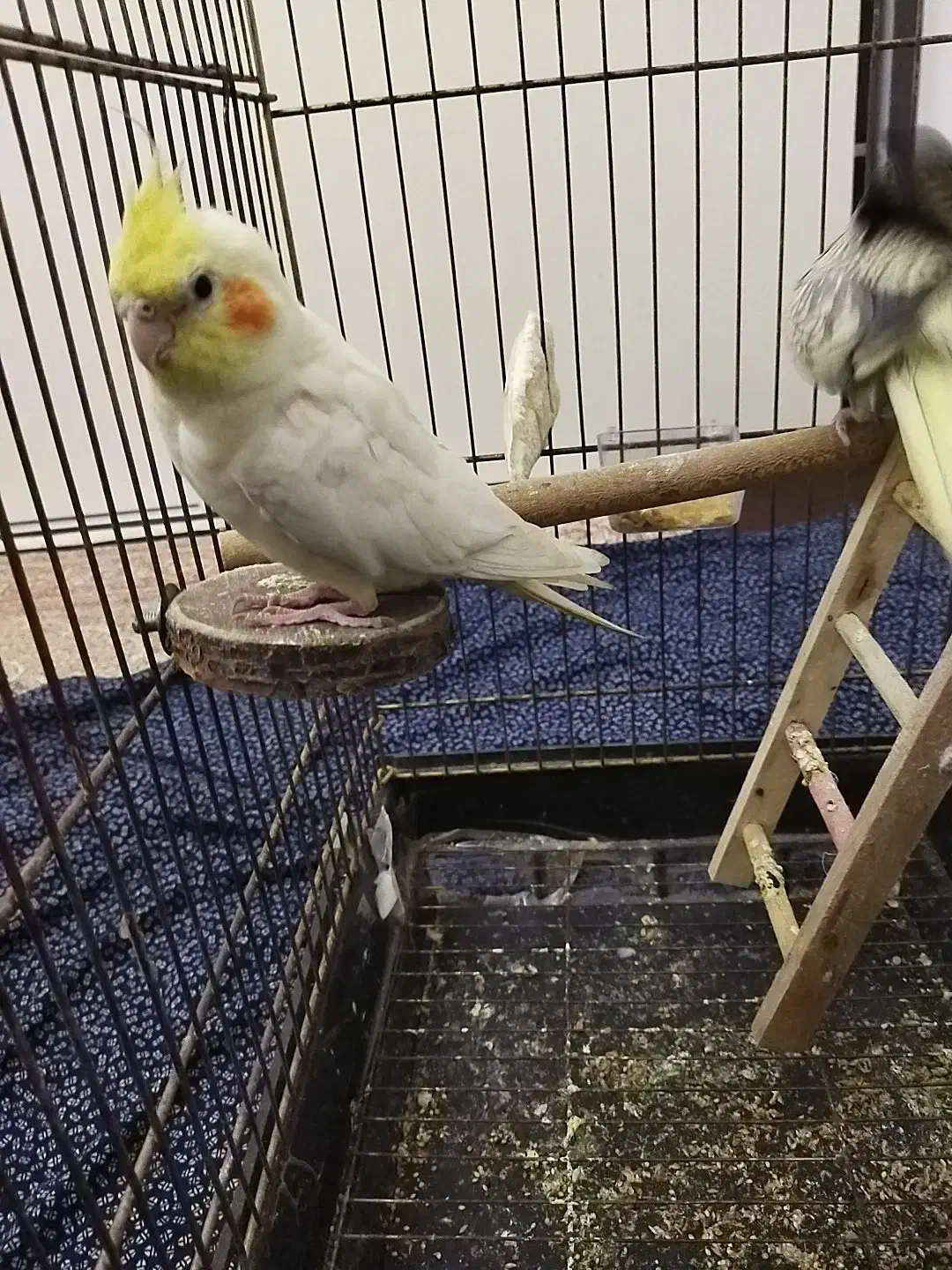 عروس هلندی دستی سخنگو جفت|پرنده|هشتگرد, شهرک گلخانه|دیوار