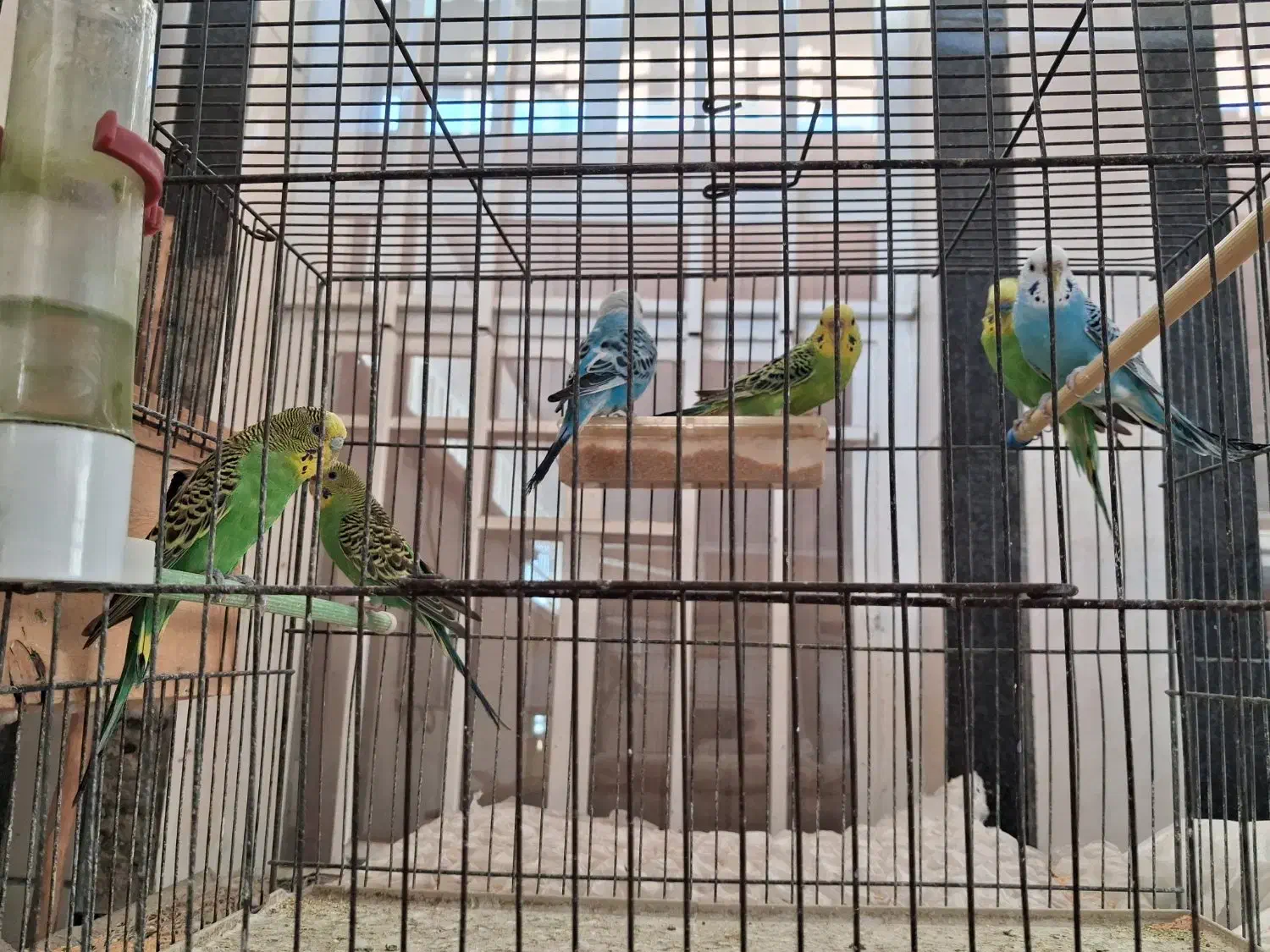 فروش مرغ عشق بالغ|پرنده|کازرون, |دیوار