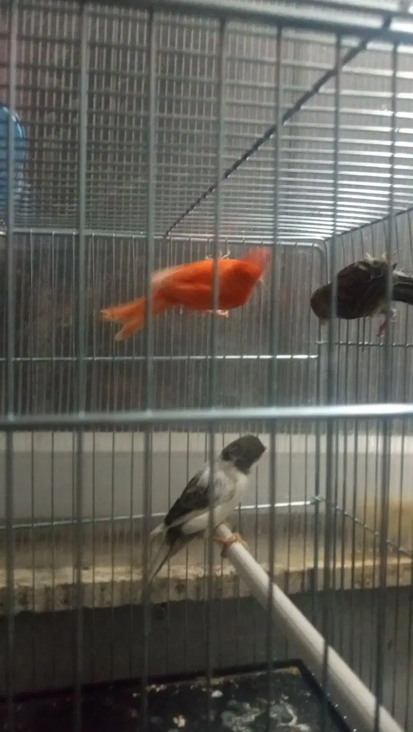 قناری قرمز ماده، طوسی ماده ، سیاه سفید نر مست|پرنده|اردبیل, |دیوار