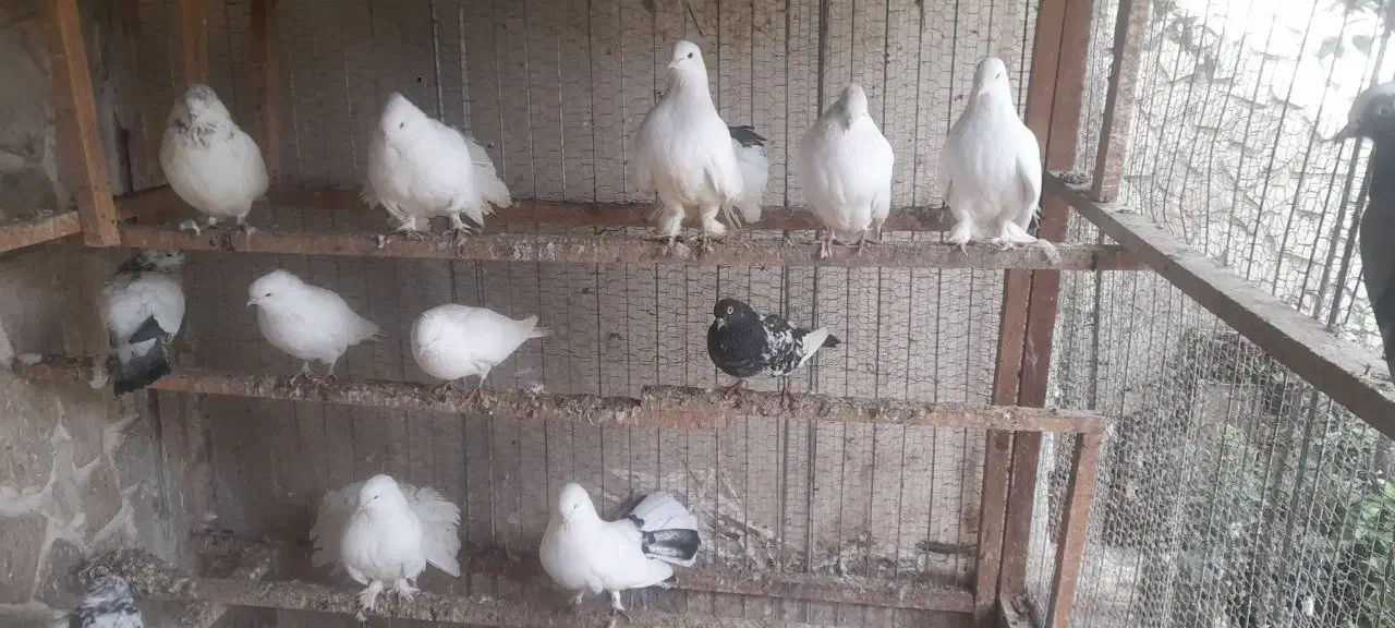 فروش کلی تعدادی کبوتر|پرنده|قائمشهر, |دیوار