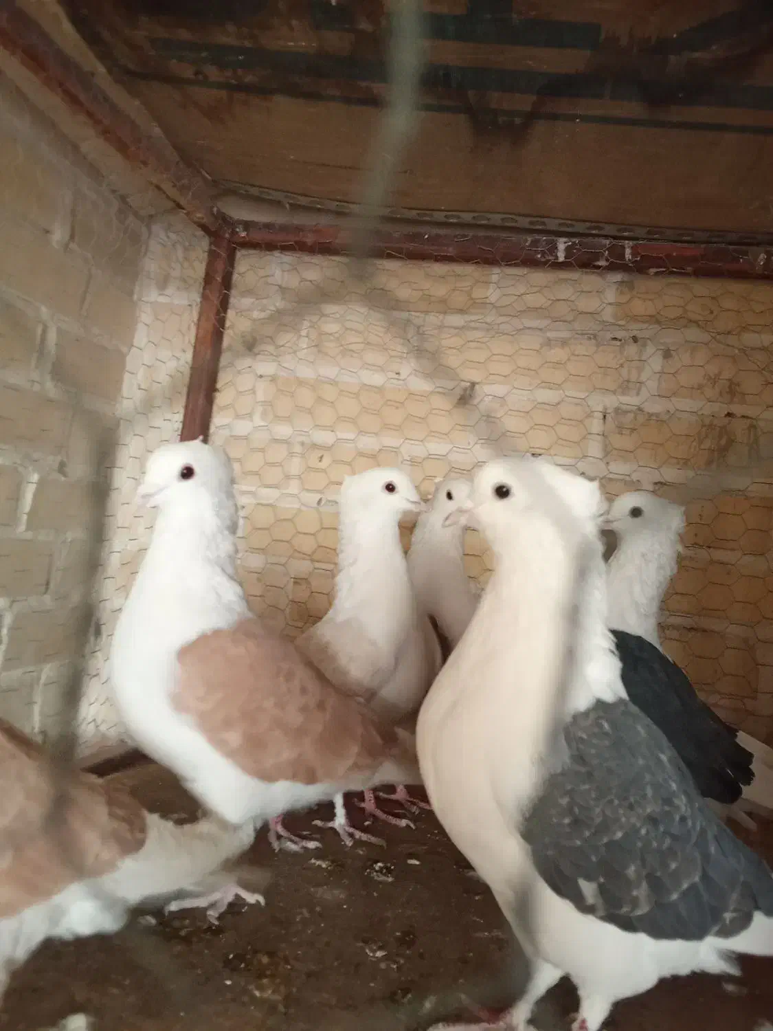 کبوتر طوقی پرشی سینه آیی از کاشان ب شرط پرش رسید|پرنده|اردکان, |دیوار