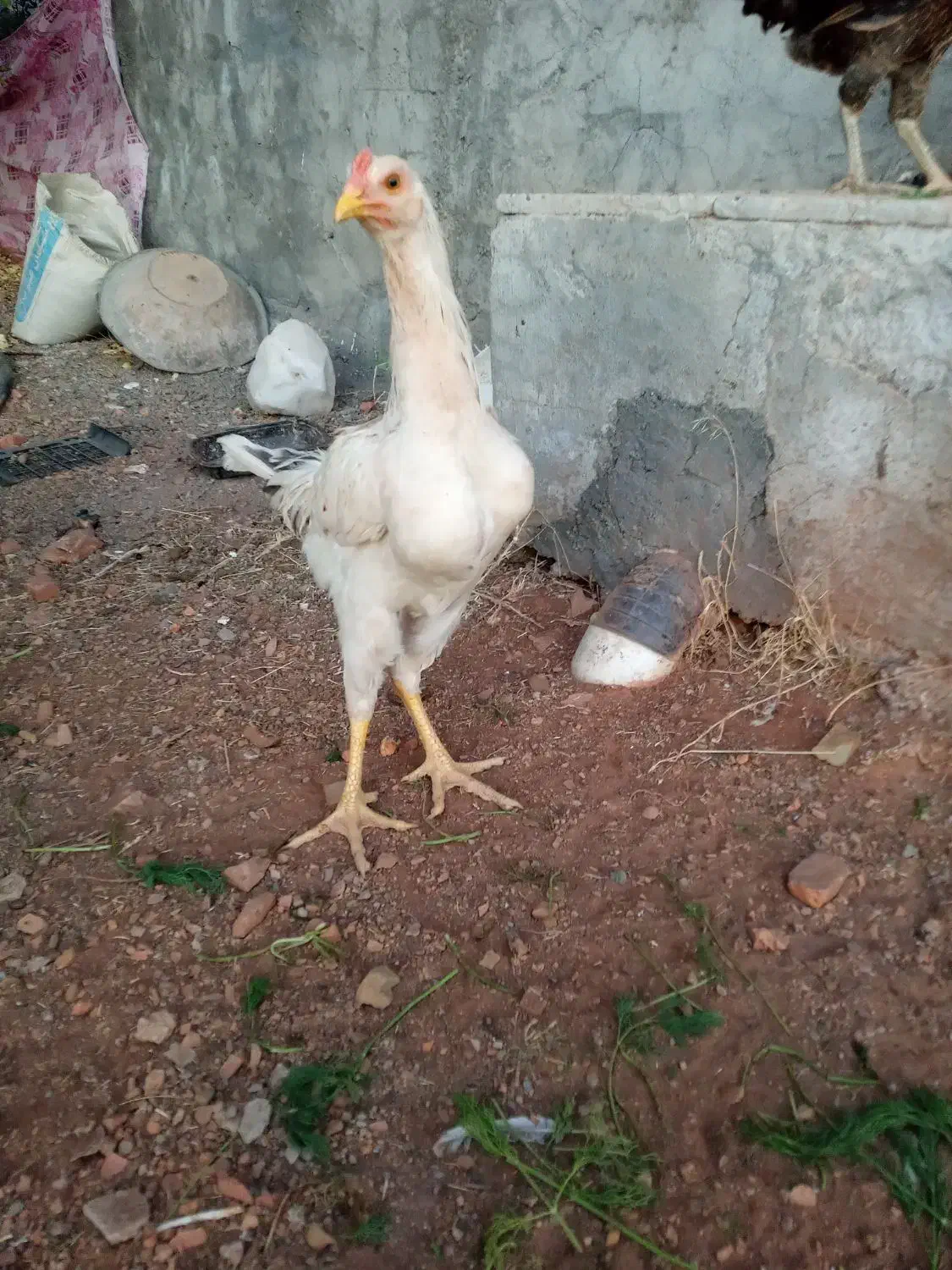 فروش خروس دو رگ|حیوانات مزرعه|پاوه, |دیوار