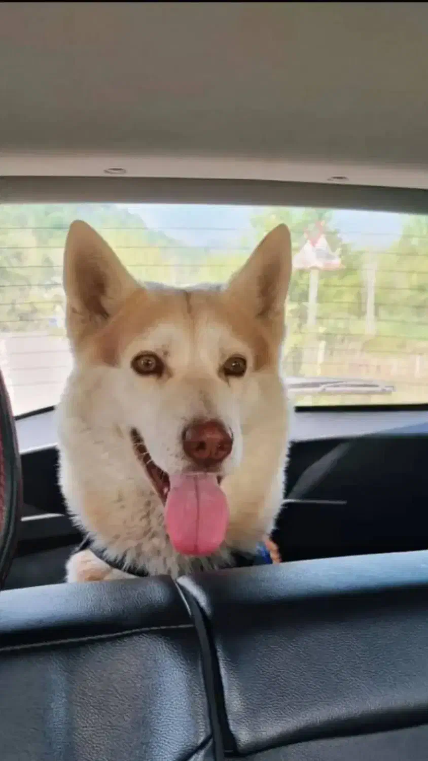 گمشده|سگ|کرج, مهرویلا شمالی|دیوار