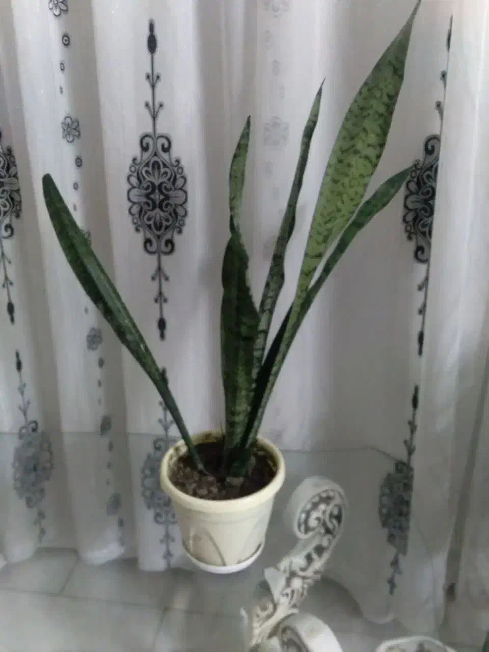 گل سانسوریا|گل و گیاه طبیعی|مشهد, استاد یوسفی (شهرک غرب)|دیوار