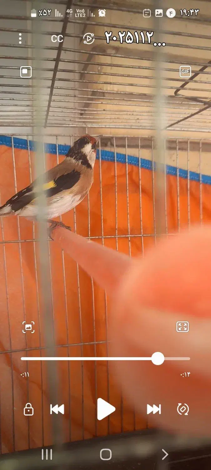 سهره فروش یا معاوضه|پرنده|شاهینشهر, حافظ شمالی|دیوار