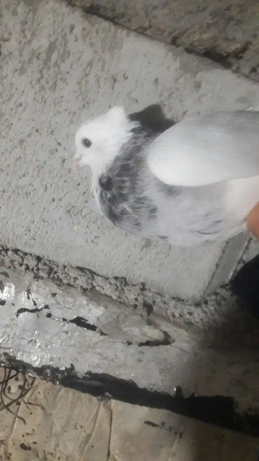 کبوتر طوقی  فروش فوری|پرنده|یاسوج, |دیوار