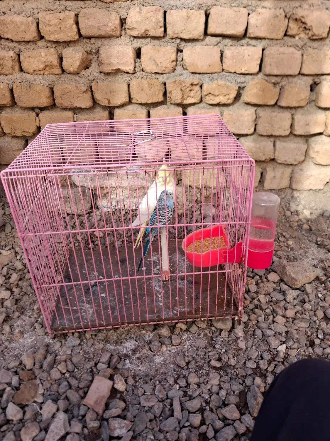 یک عدد عروس هلندی ومرغ عشق|پرنده|نیشابور, فضل|دیوار