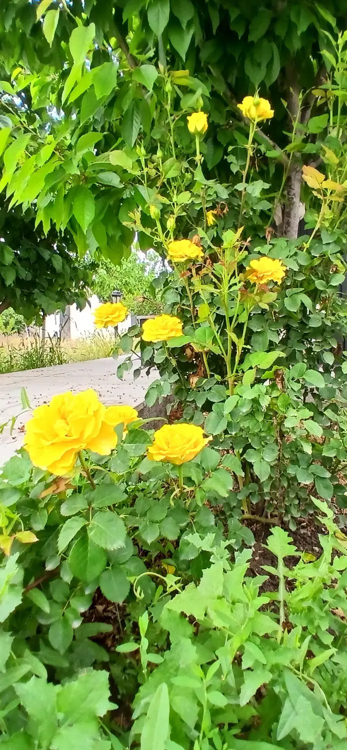 تصویر 14