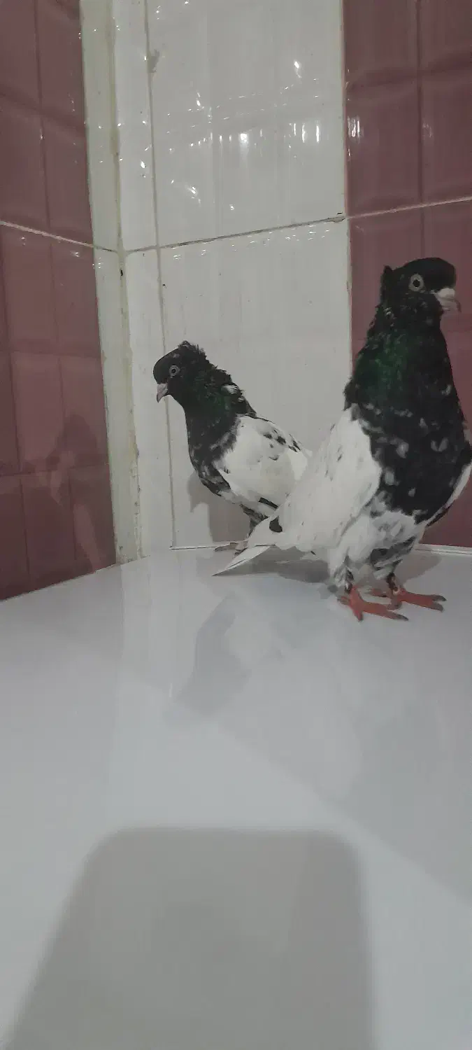 کبوتر|پرنده|شوش, |دیوار