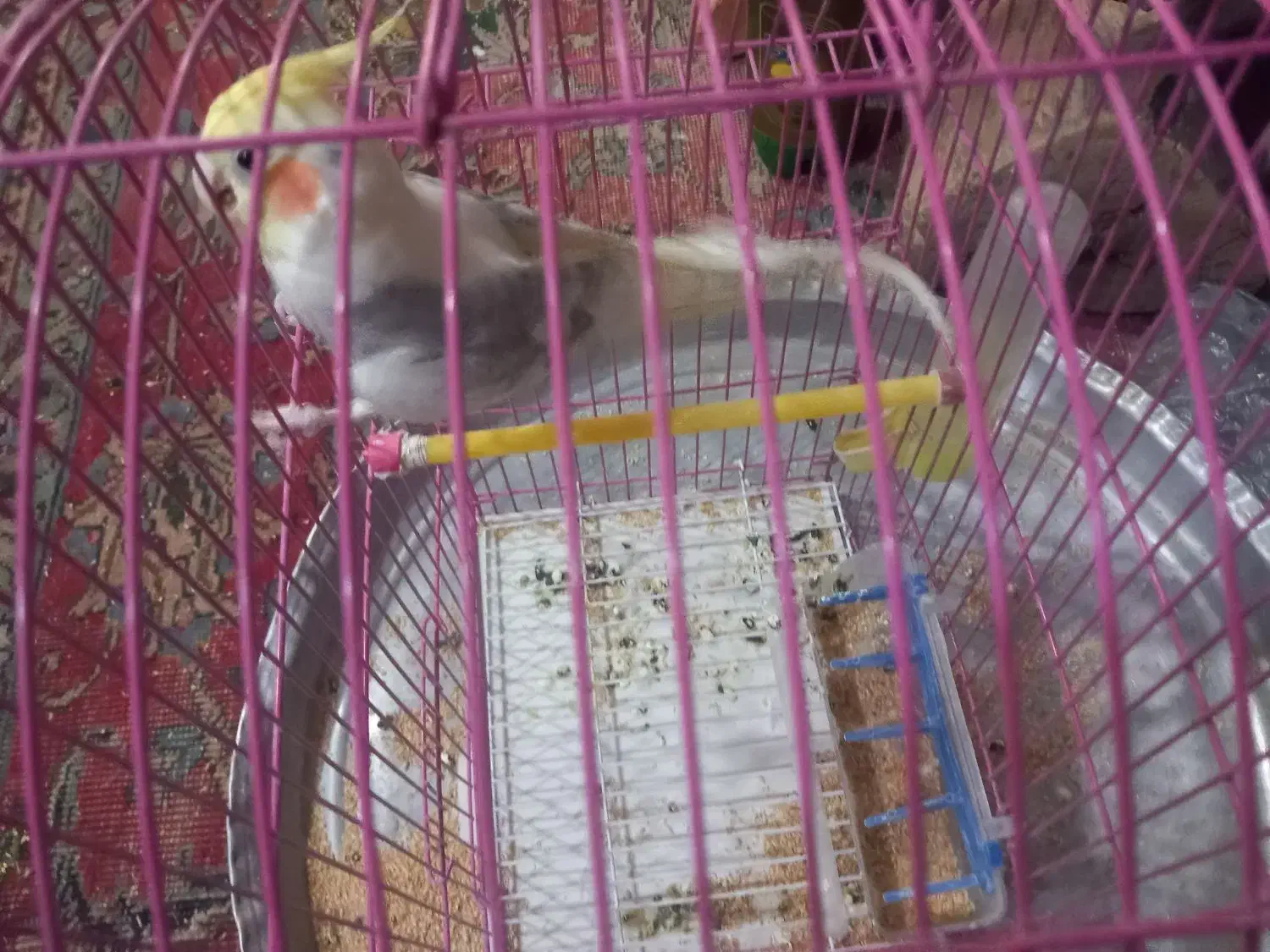 عروس هلندی|پرنده|عجب شیر, |دیوار