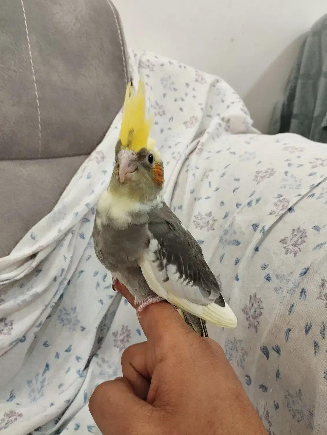 عروس هلندی|پرنده|شاهرود, |دیوار