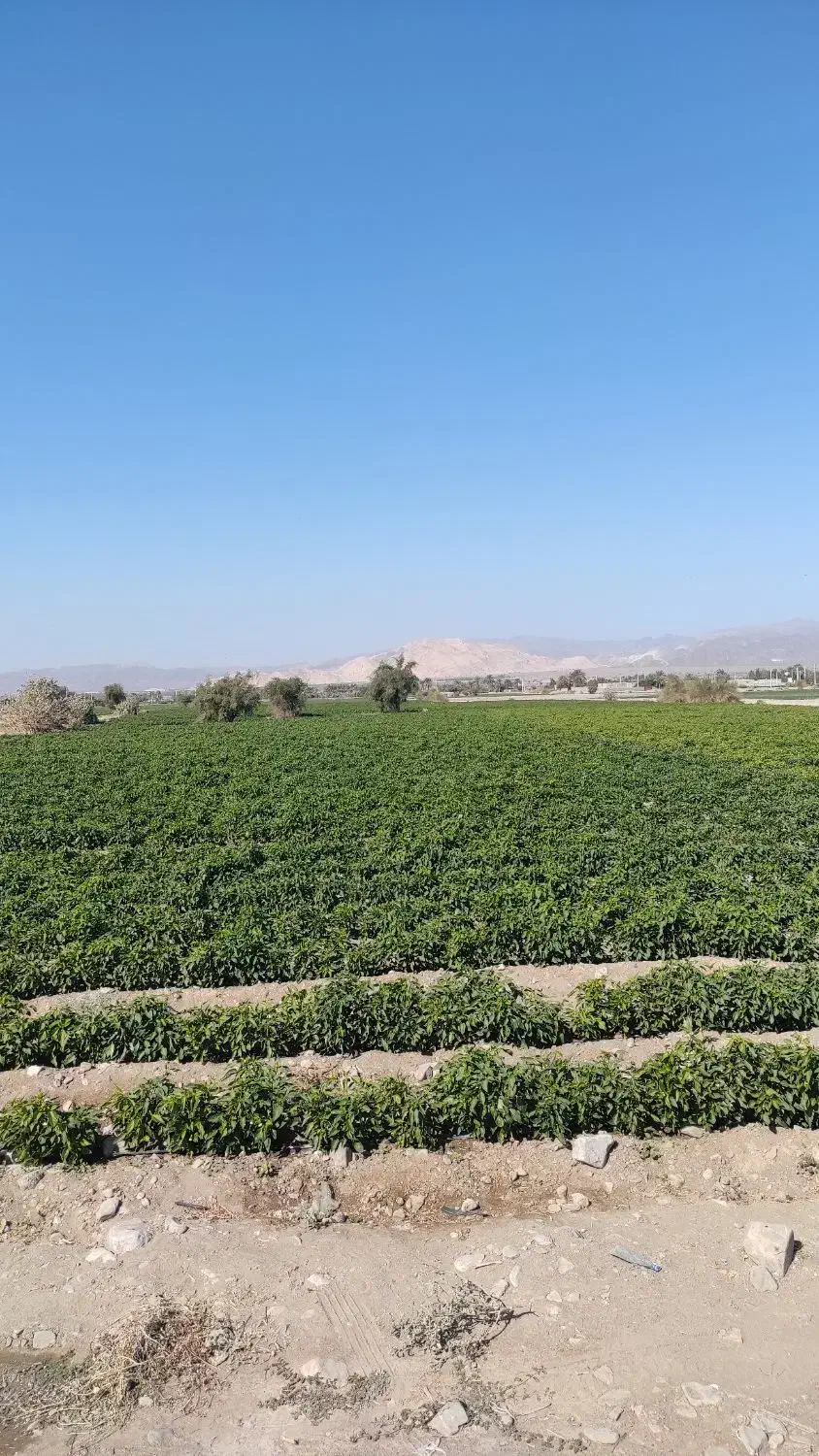 اجاره زمین کشاورزی|اجارهٔ دفتر صنعتی، کشاورزی، تجاری|توکهور, |دیوار