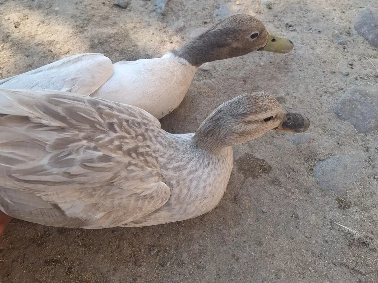 اردک پروازی و غاز محلی و قوغاز|حیوانات مزرعه|رشت, جانبازان|دیوار