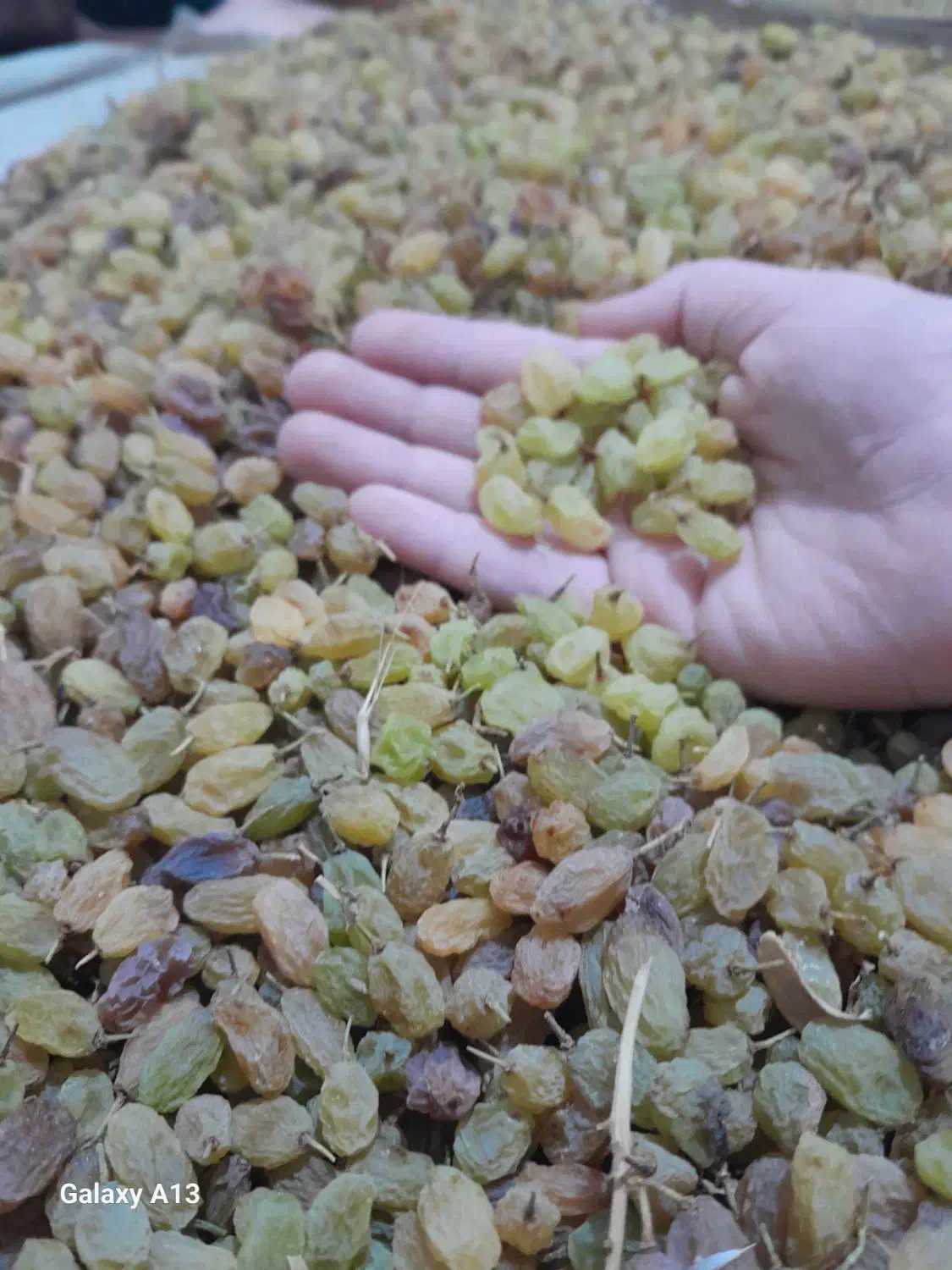 انگور سایه خشک کشمشی درشت درجه یک ارگانیک|خوردنی و آشامیدنی|ملایر, |دیوار