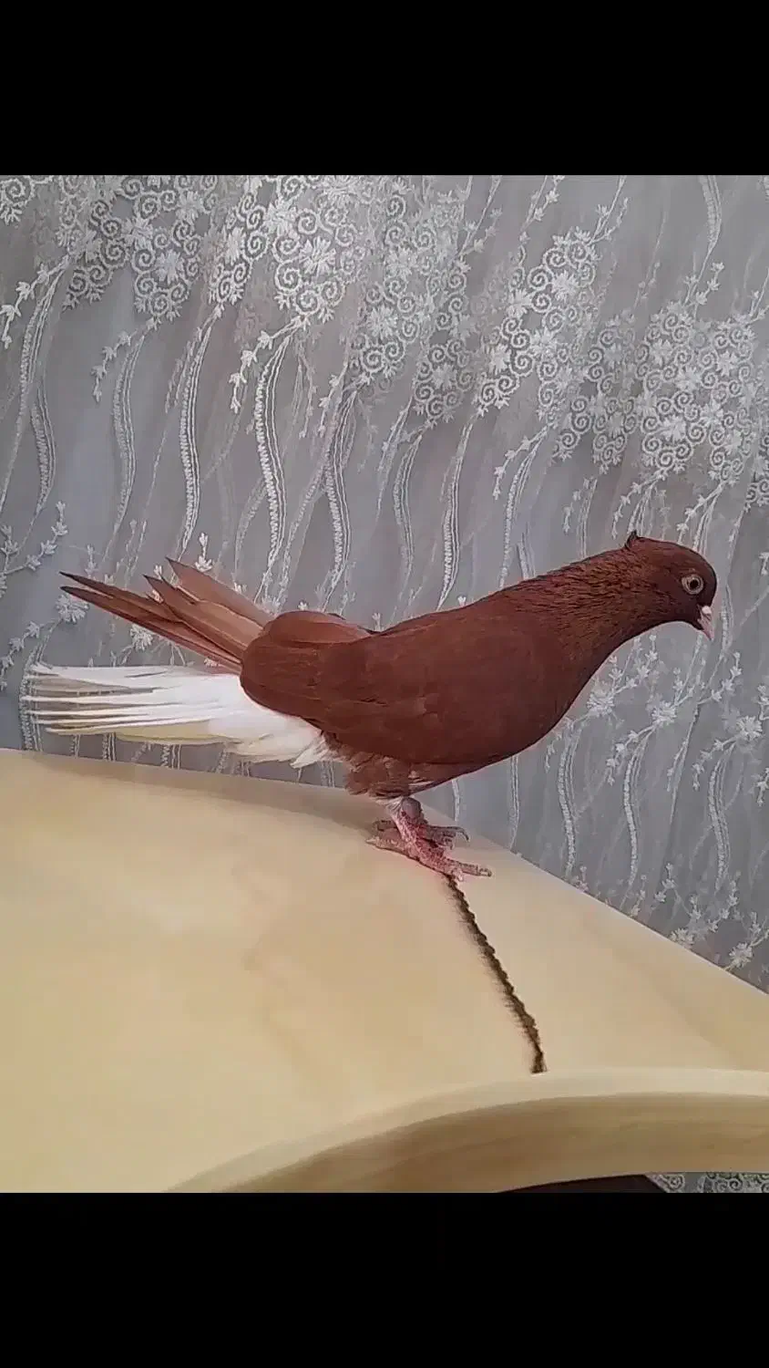 سرخ دم سفید کلکسیونی|پرنده|اهواز, امانیه|دیوار