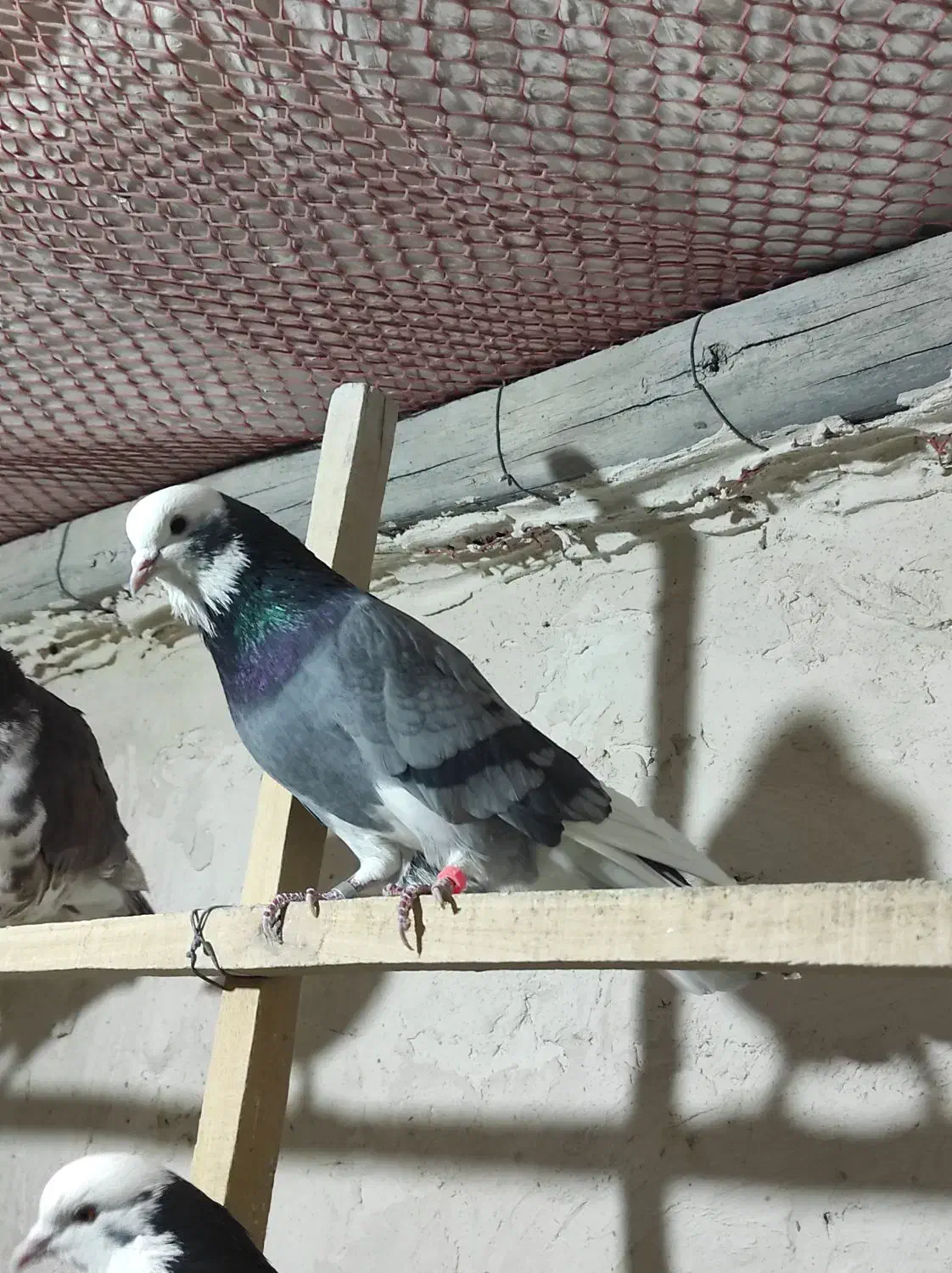 کفتر|پرنده|نهاوند, |دیوار