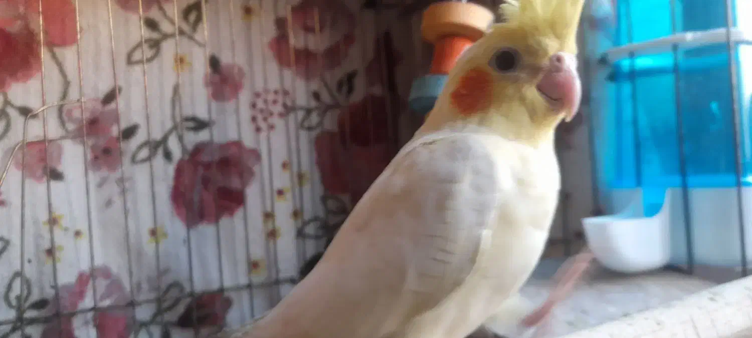 عروس هلندی (سه ماهه)|پرنده|تهران, چیتگر شمالی|دیوار