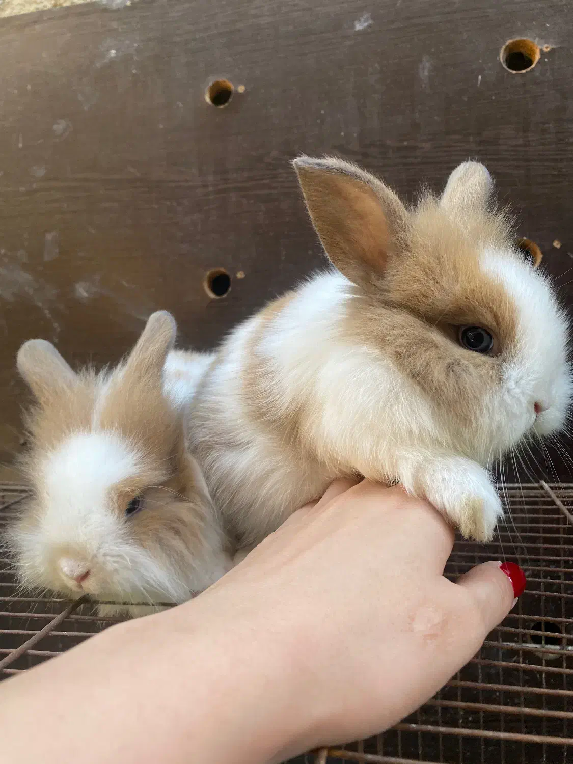 بچه خرگوش لوپ|موش و خرگوش|کردکوی, |دیوار