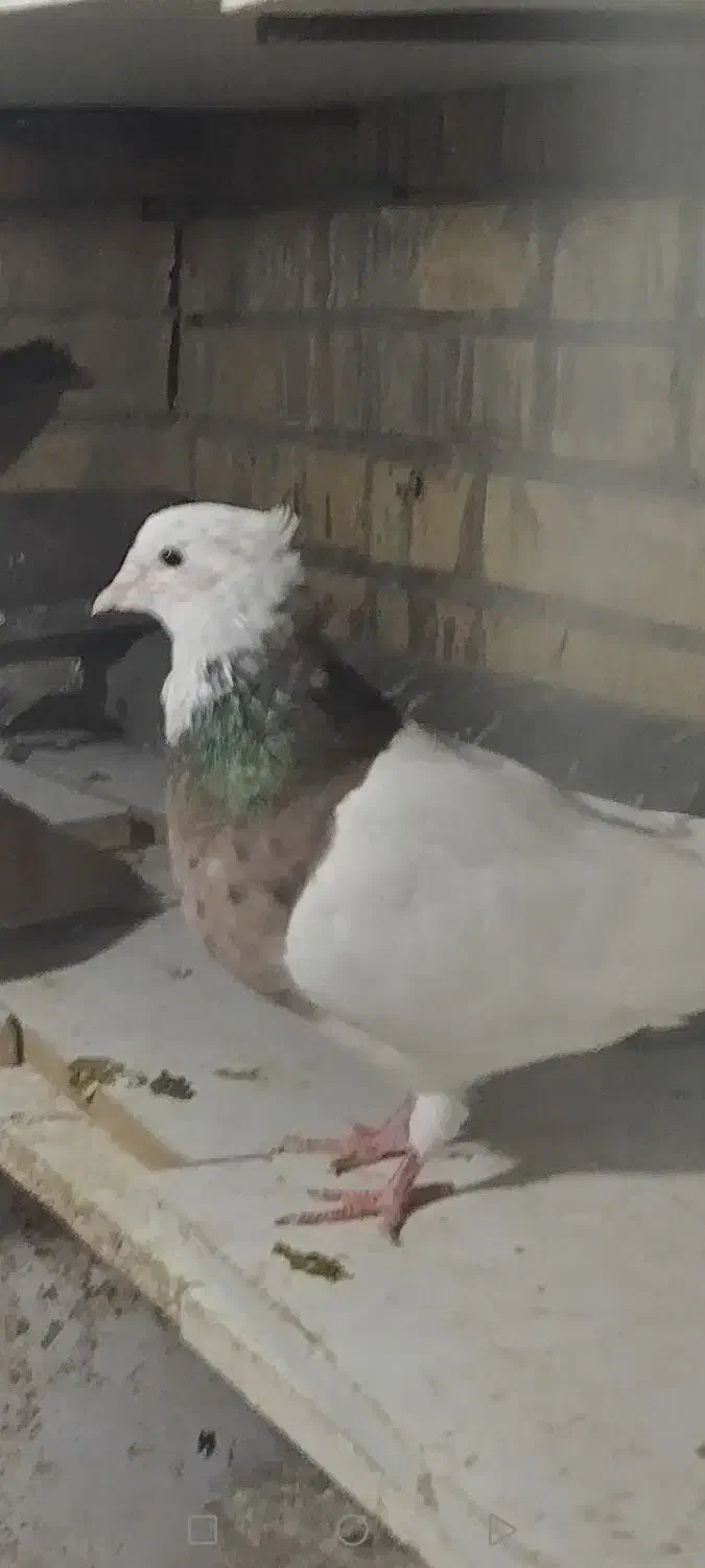 فروش پرنده|پرنده|آبادان, |دیوار