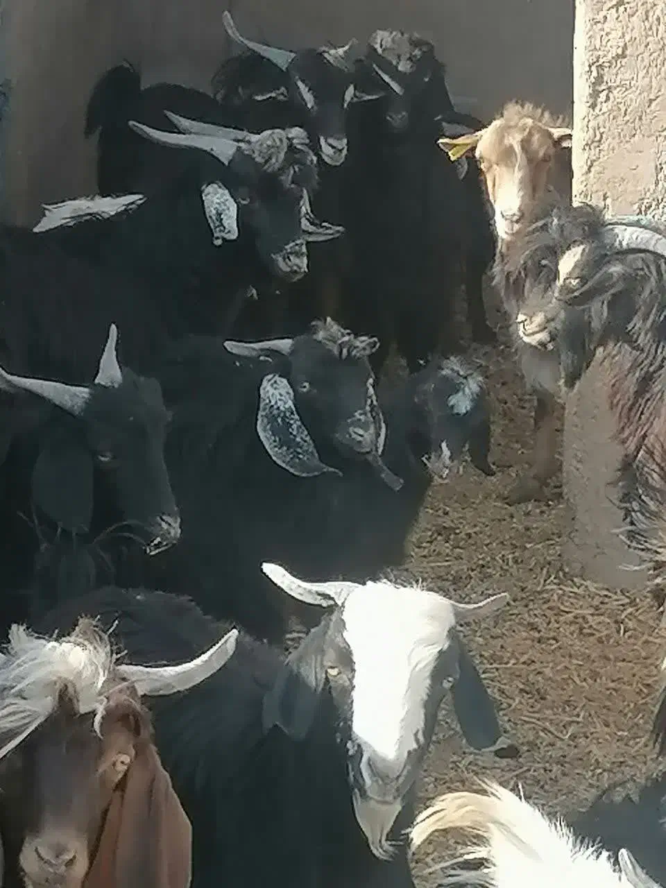 فروش بز غاله نر وماده|حیوانات مزرعه|کرمان, |دیوار