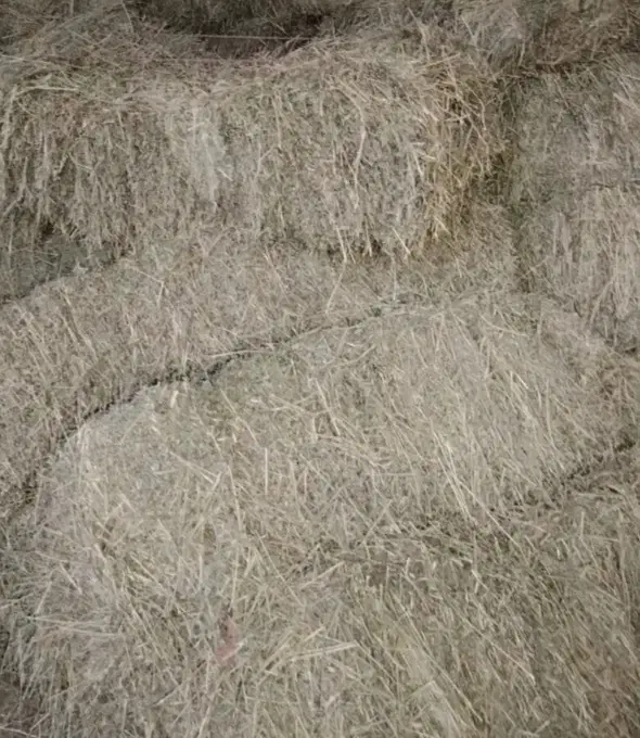 کاه یونجه کوبیده شده با خرمن کوب فریمان|لوازم جانبی حیوانات|مشهد, طلاب|دیوار