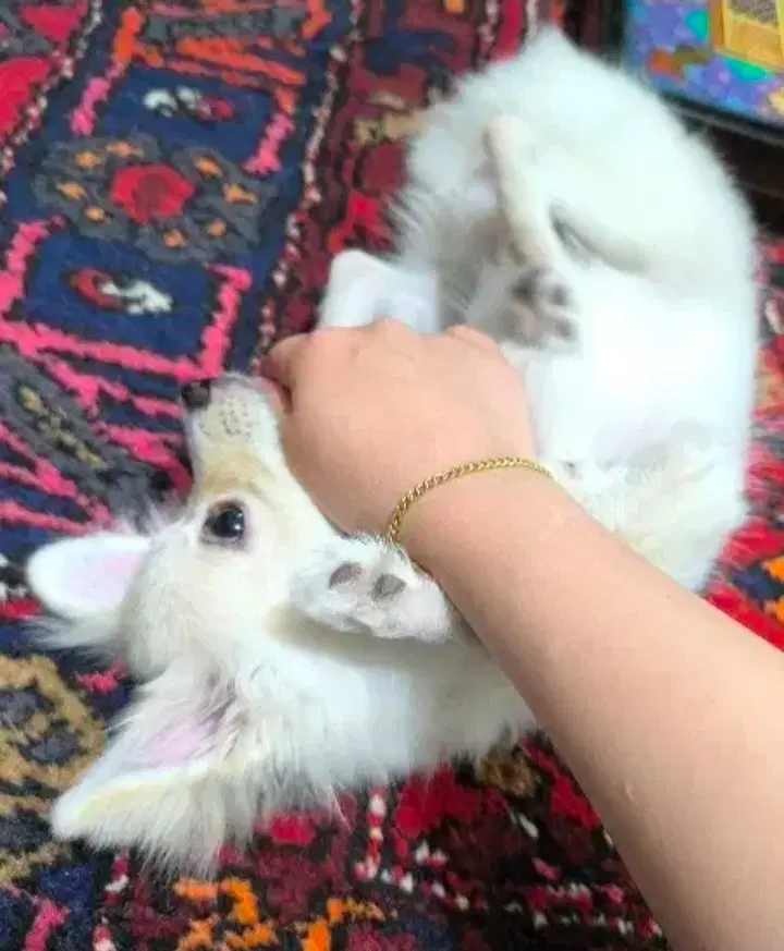 سگ میکس|سگ|همدان, |دیوار