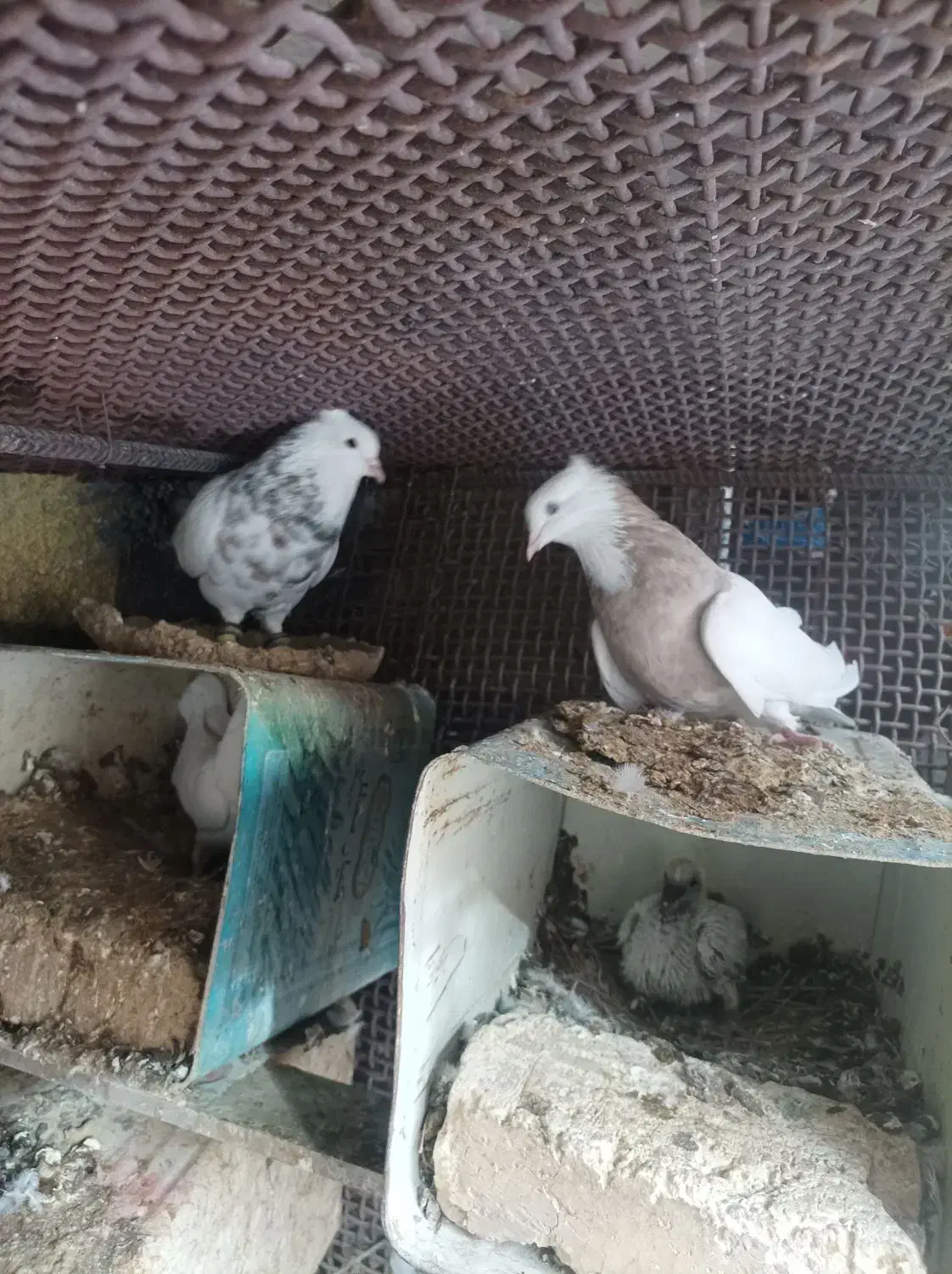 سه جفت کبوتر اصلی درجه یک حراج|پرنده|لنجان, |دیوار