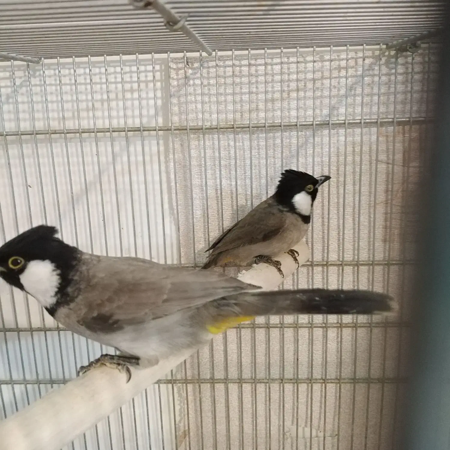 سره|پرنده|رشت, رودباری|دیوار