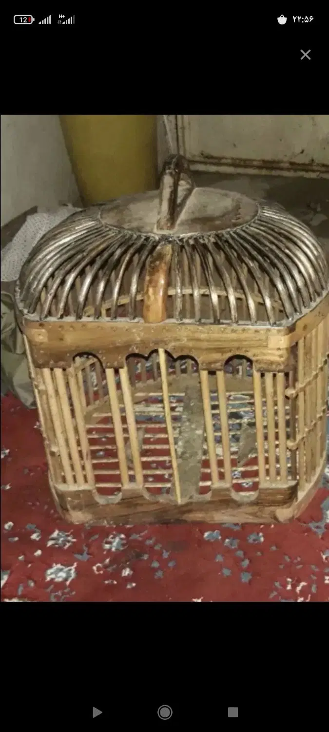 پرنده|پرنده|شیراز, حومه شیراز|دیوار
