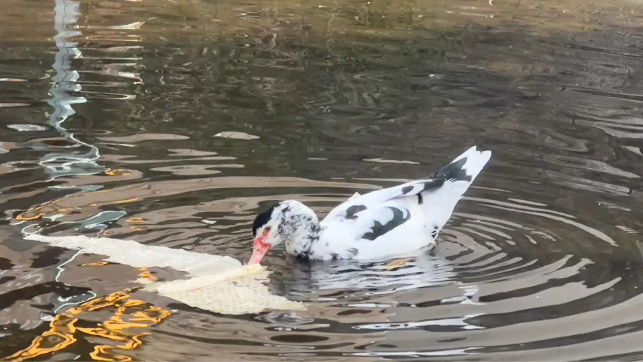 اردک اسراییلی|حیوانات مزرعه|رشت, پیرکلاچای|دیوار