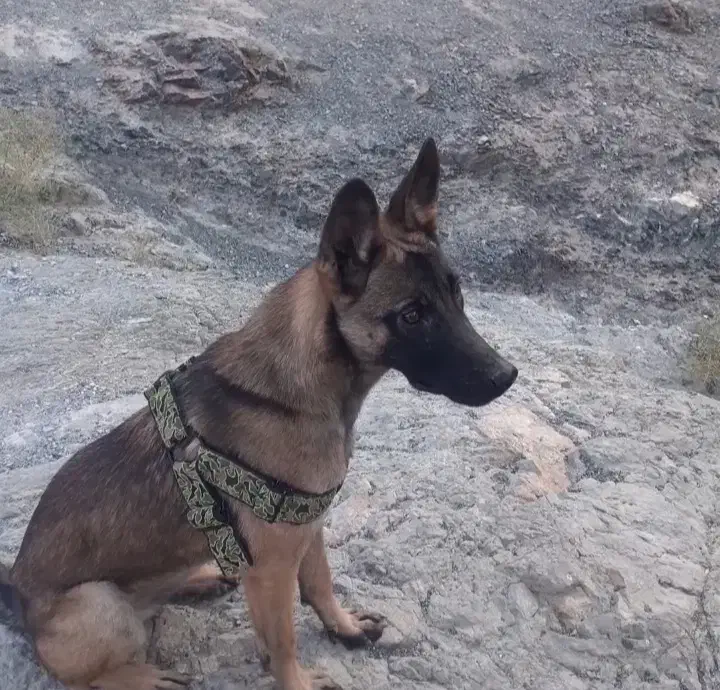 مالینیوز|سگ|بیرجند, |دیوار