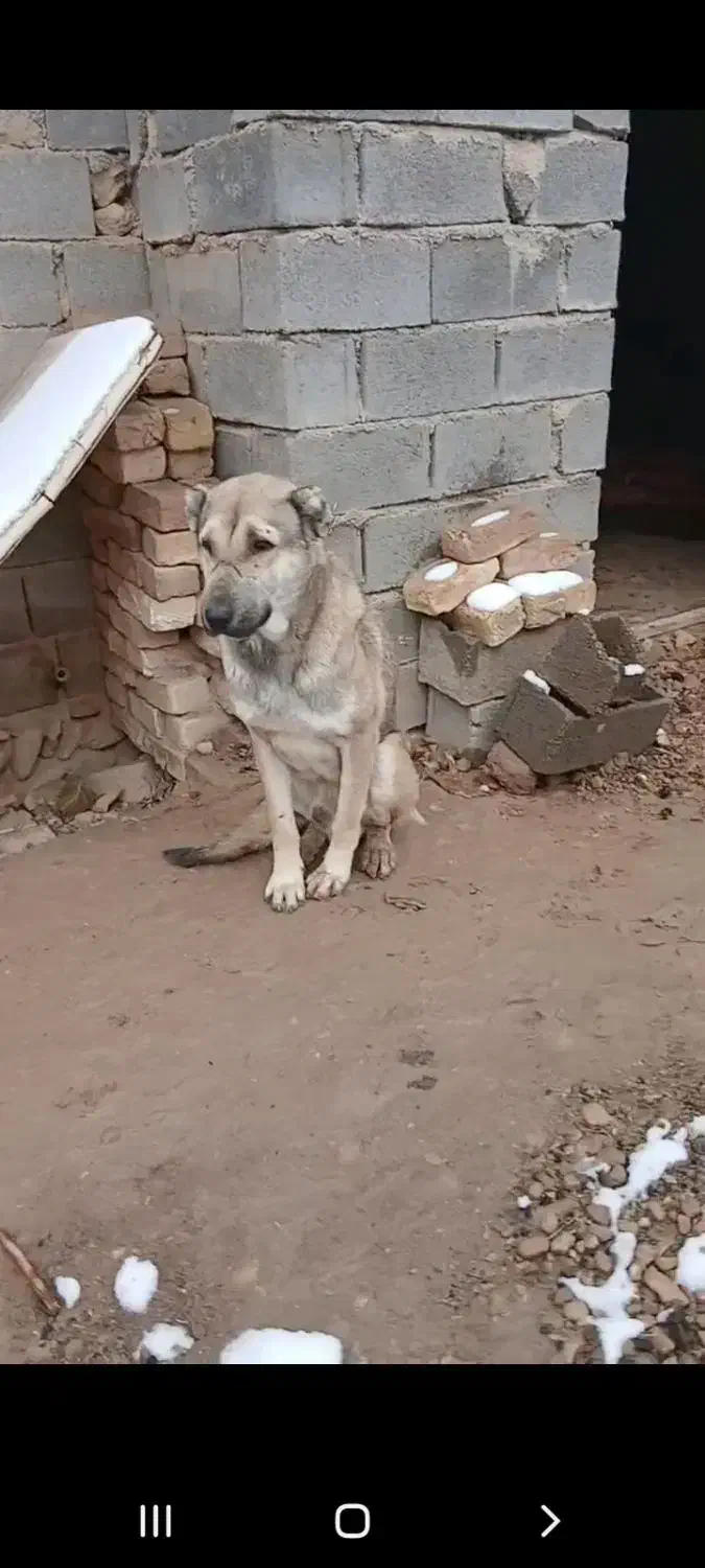 سگ مخصوص گله|سگ|فاروج, |دیوار