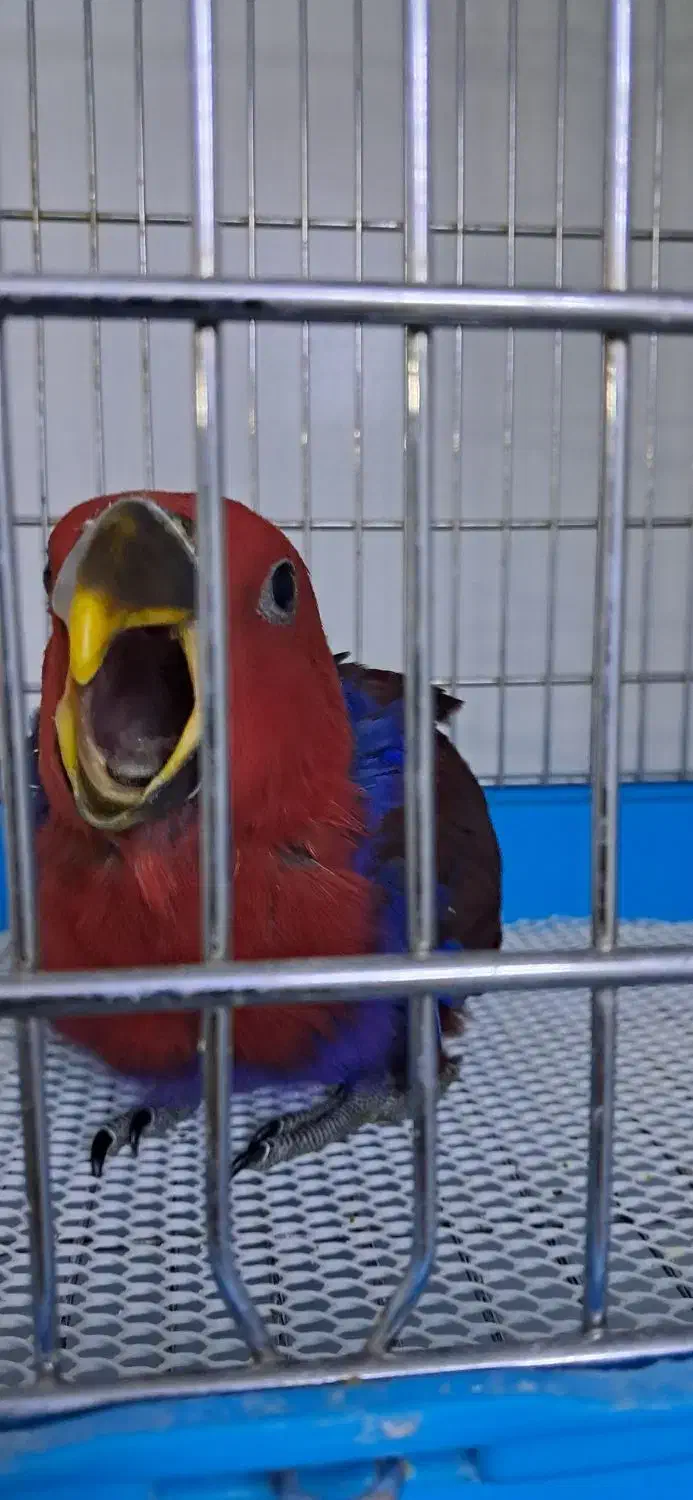 طوطی اکلکتوس نر و ماده|پرنده|تهران, مجیدآباد|دیوار