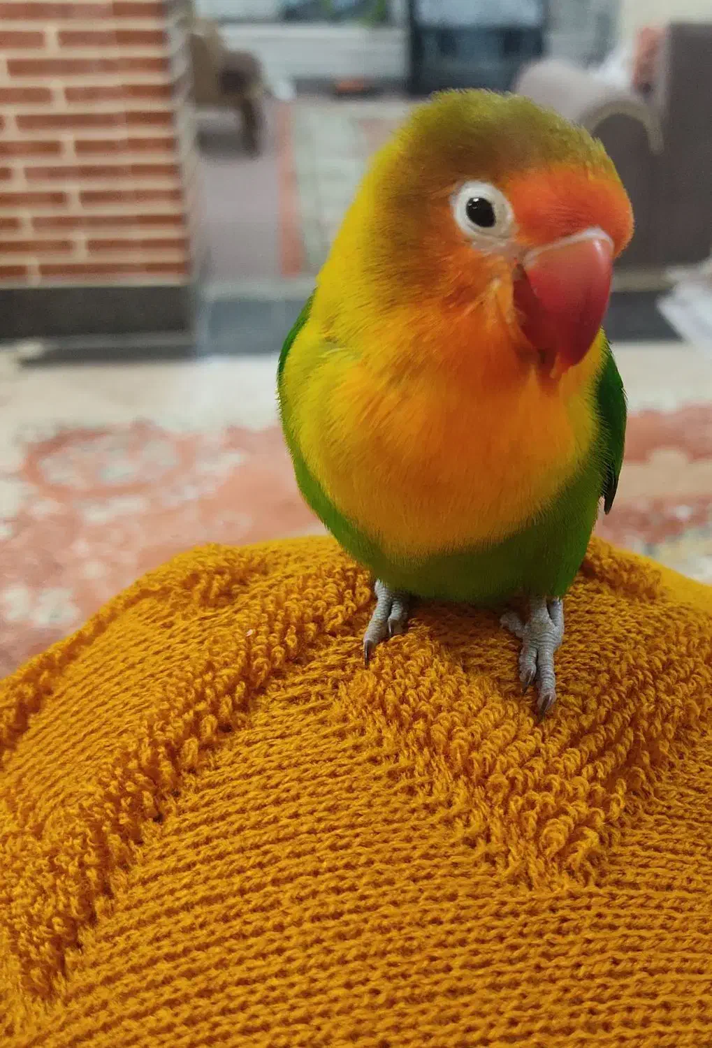 گمشده|حیوانات|بهبهان, |دیوار