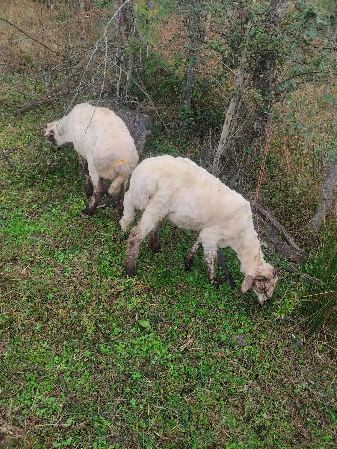 گوسفندبره نرقربونی ومیزان قیمته مقطوع|حیوانات مزرعه|اسالم, |دیوار