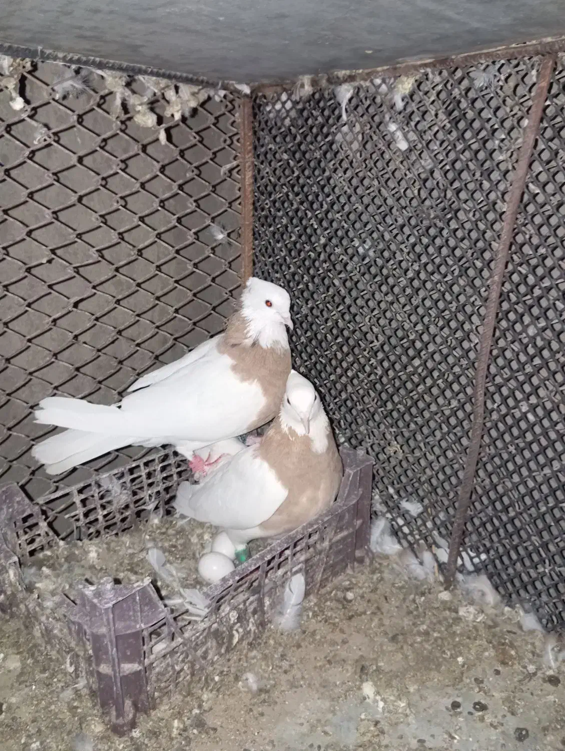 طوقی|پرنده|زابل, |دیوار