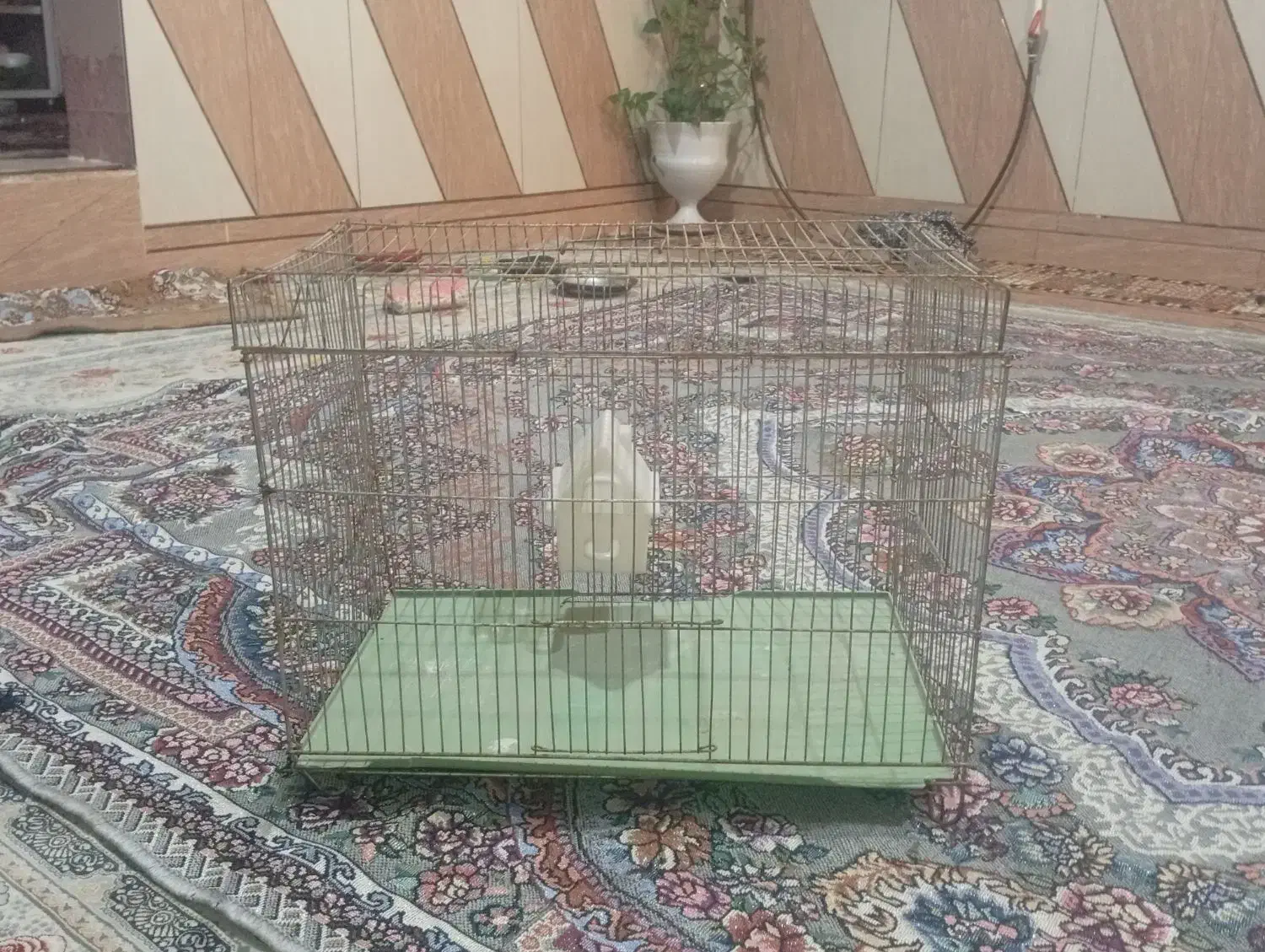 سالم به شرط نونو|لوازم جانبی حیوانات|لیکک, |دیوار